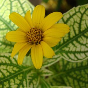 Heliopsis ‘Loraine Sunshine’ (Héliopsis faux hélianthe) - Pépinière