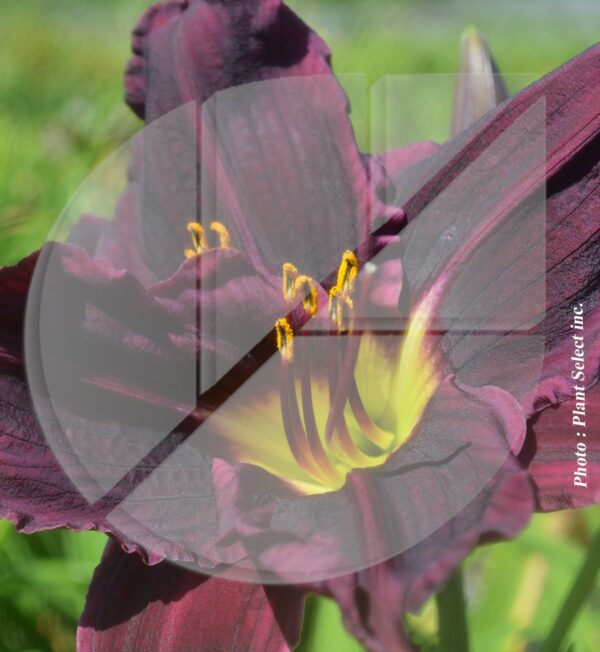 Hemerocallis ‘Stella in Purple’ (Hémérocalle) - Pépinière
