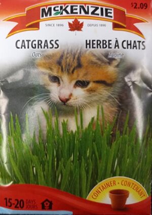 Herbe à Chat / Catnip - Pépinière