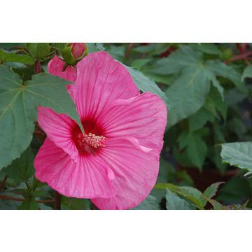 Hibiscus moscheutos ‘Brandy Punch’ (Hibiscus vivaces) - Pépinière