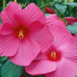 Hibiscus moscheutos ‘Luna Rose’ (Hibiscus vivaces) - Pépinière