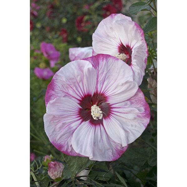 Hibiscus summerific ‘Cherry Cheesecake’ (Hibiscus vivaces) - Pépinière