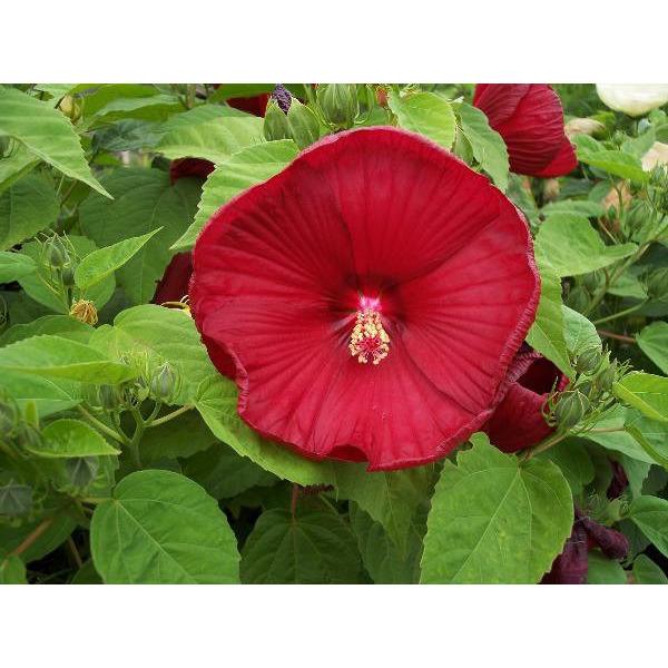 Hibiscus moscheutos ‘Luna Red’ (Hibiscus vivaces) - Pépinière