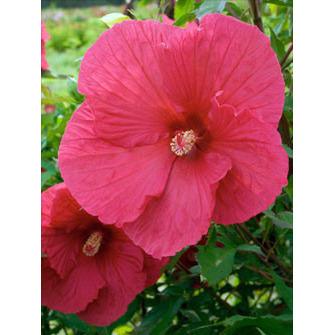 Hibiscus summerific ‘Sultry Kiss’ (Hibiscus vivaces) - Pépinière