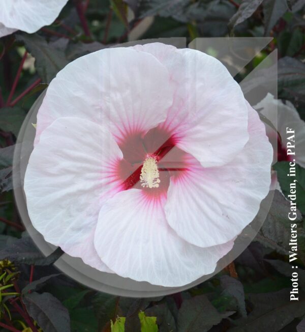 Hibiscus ‘Mocha Moon’ (Hibiscus vivaces) - Pépinière