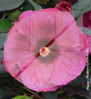 Hibiscus summerific ‘Summer Awesome’ (Hibiscus vivaces) - Pépinière