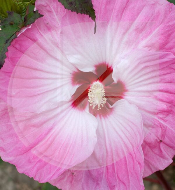Hibiscus moscheutos ‘Tie Dye’ (Hibiscus vivaces) - Pépinière