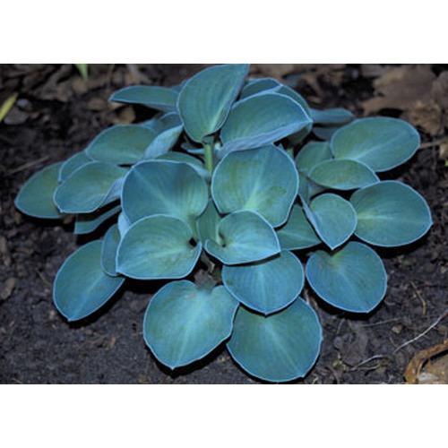 Hosta ‘Blue Mouse Ears’ (Lys plantain) - Pépinière