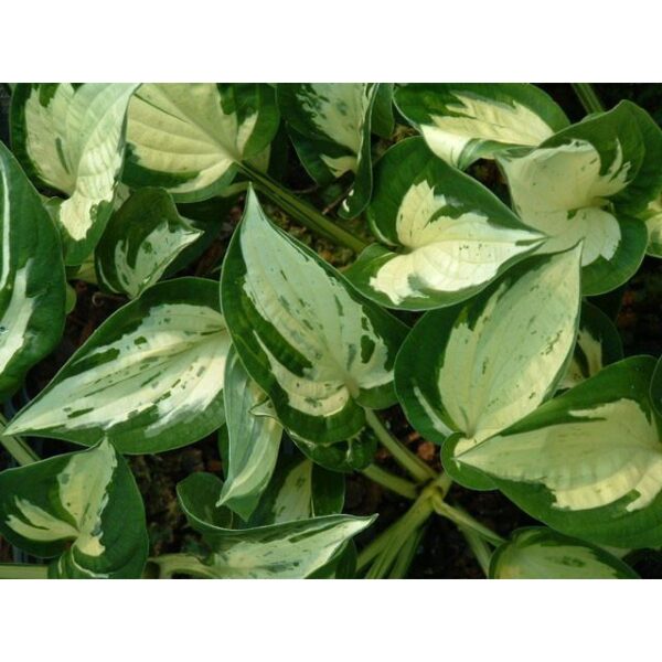 Hosta ‘Revolution’ (Lys plantain) - Pépinière