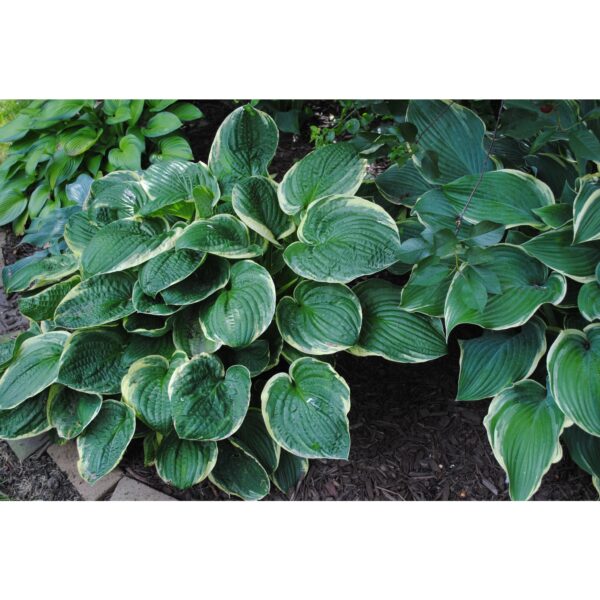 Hosta ‘Regal Splendor’ (Lys plantain) - Pépinière