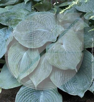 Hosta ‘Blue Angel’ (Lys plantain) - Pépinière