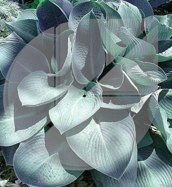 Hosta ‘Blue Ivory’ (Lys plantain) - Pépinière