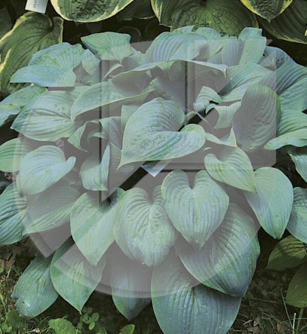 Hosta ‘Fragrant Blue’ (Lys plantain) - Pépinière