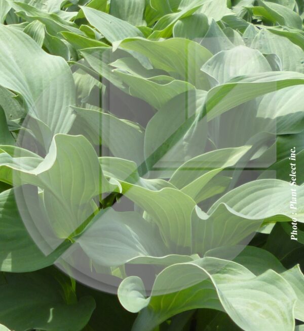 Hosta ‘Krossa Regal’ (Lys plantain) - Pépinière