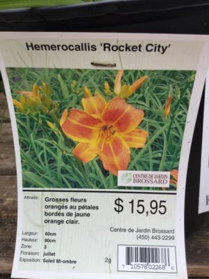 Hemerocallis ‘Rocket City’ (Hémérocalle) - Pépinière