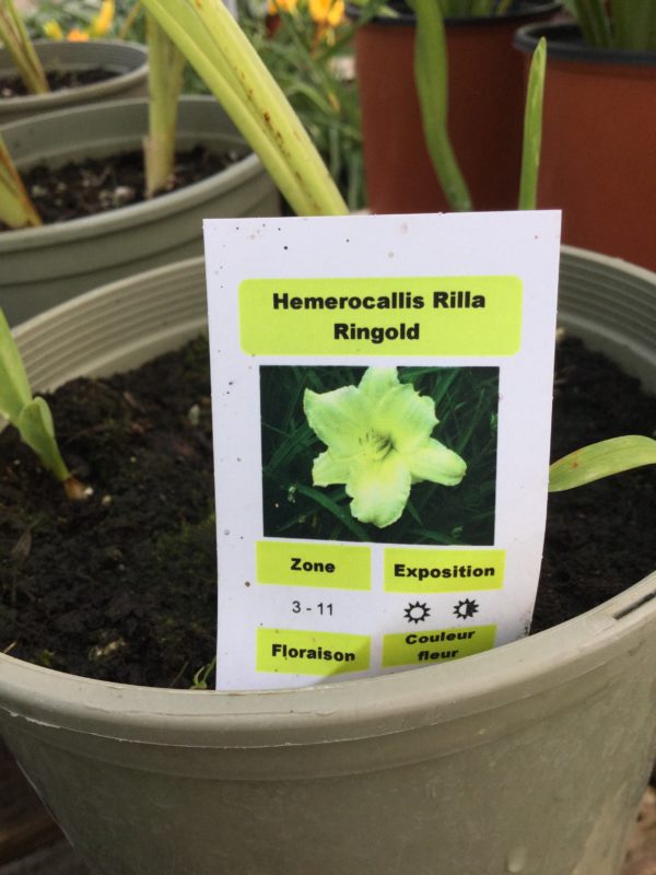 Hemerocallis ‘Rilla Ringold’ (Hémérocalle) - Pépinière