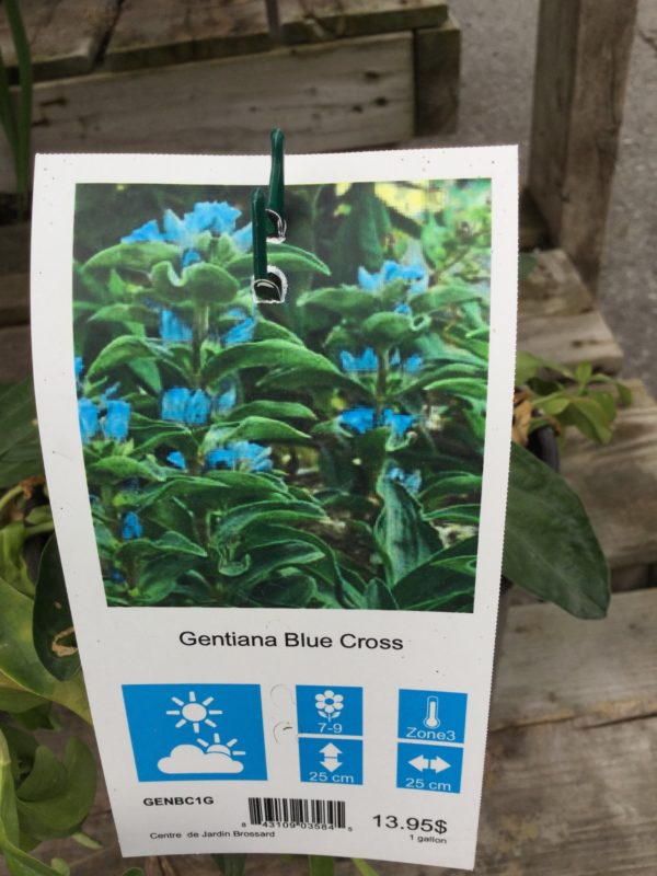 Gentiana ‘Blue cross’ (Gentiane) - Pépinière