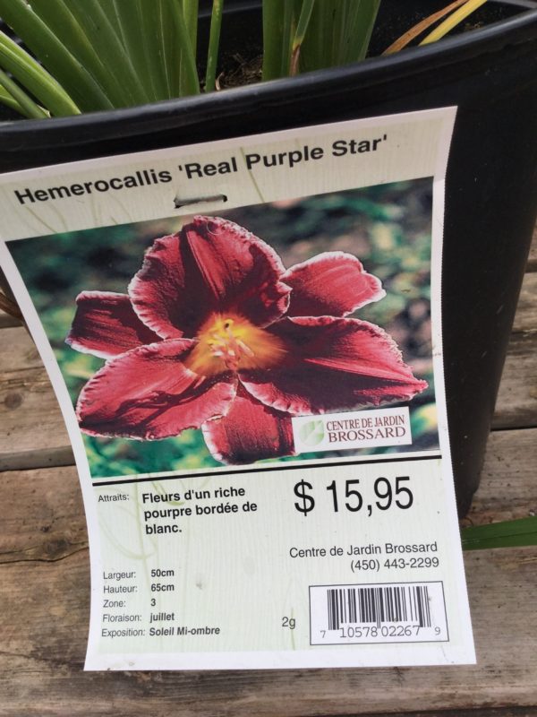 Hemerocallis ‘Real Purple Star’ (Hémérocalle) - Pépinière