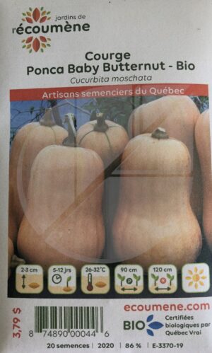 ‘Ponca Baby Butternut’ Squash / Annual Type / Organic Vegetable Seeds - Pépinière