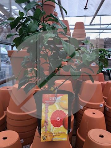 PROMO Plantes d’agrumes Pamplemousse / Grapefruit - Pépinière