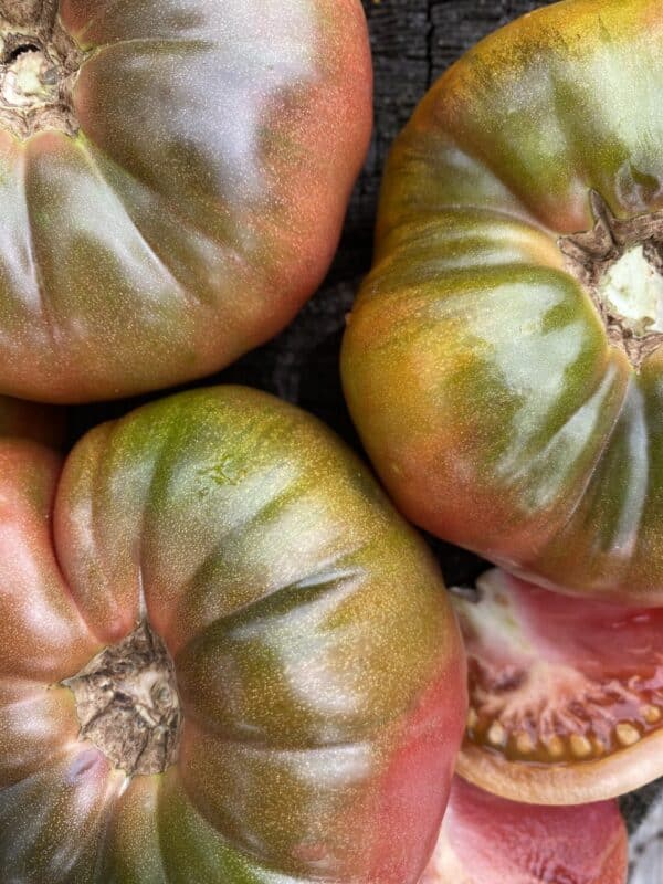 Écoumène / Tomate Standard ‘Noire de Crimée’ / Type Annuel / Semences Bio - Pépinière