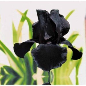 Iris germanica ‘Black Sergeant’ (Iris d’Allemagne) - Pépinière