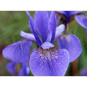 Iris sibirica ‘Gatineau’ (Iris de Sibérie) - Pépinière