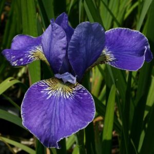 Iris sibirica ‘Silver Edge’ (Iris de Sibérie) - Pépinière