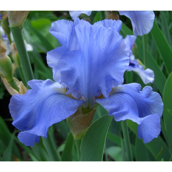 Iris germanica ‘Sapphire Hills’ (Iris d’Allemagne) - Pépinière