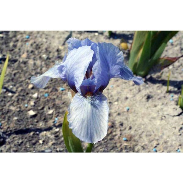 Iris pumila ‘Blue Denim’ (Iris nain) - Pépinière