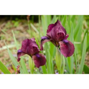 Iris pumila ‘Cherry Garden’ (Iris nain) - Pépinière