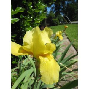 Iris pumila ‘Lemon Puff’ (Iris nain) - Pépinière
