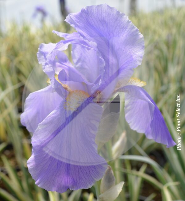 Iris pallida ‘Argentea Variegata’ (Iris de Dalmatie) - Pépinière