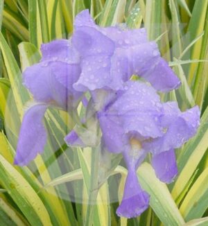 Iris pallida ‘Aurea Variegata’ (Iris de Dalmatie) - Pépinière