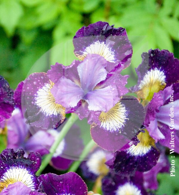 Iris sibirica ‘Contrast in Style’ (Iris de Sibérie) - Pépinière