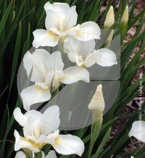 Iris sibirica ‘White Swirl’ (Iris de Sibérie) - Pépinière