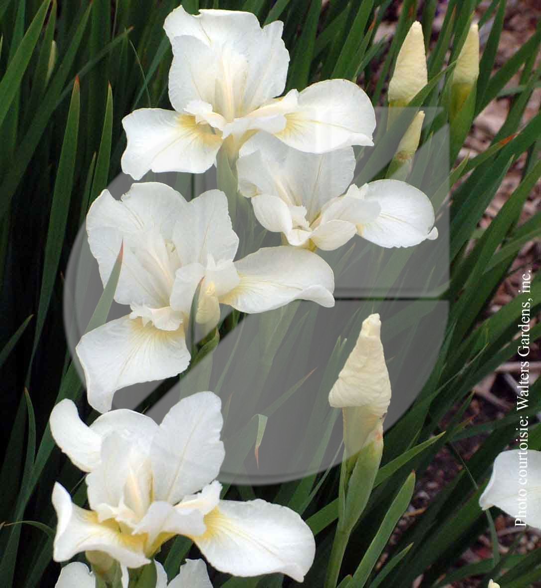 Iris sibirica 'White Swirl' (Iris de Sibérie)