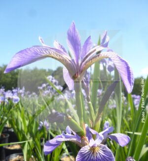 Iris versicolor (Iris versicolore) - Pépinière