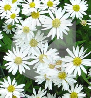 Kalimeris integrifolia ‘Daisy Mae’ (Kalimeris) - Pépinière