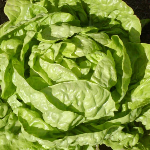 Ecoumene / Buttercrunch Bibb Head Lettuce / Annual Type / Organic Seeds - Pépinière