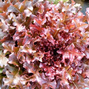 Ecoumene / Red Oak Leaf Lettuce Annual Type / Organic Seeds - Pépinière