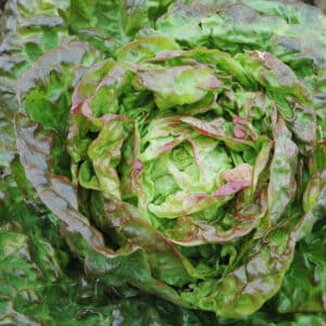 Ecoumene / Mescher Head Lettuce / Annual Type / Organic Seeds - Pépinière