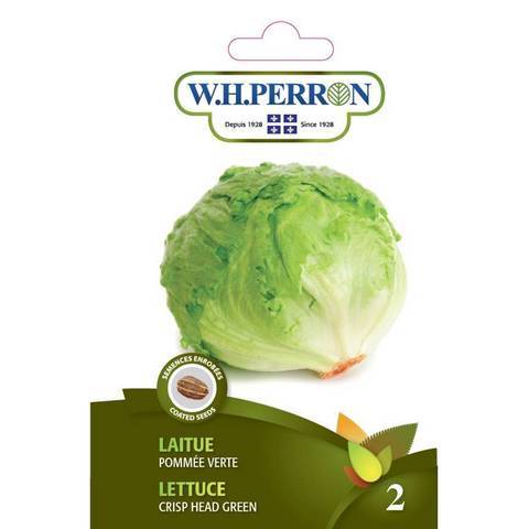 Laitue Pommée Verte / Green Head Lettuce - Pépinière