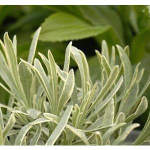 Lavandula angustifolia ‘Silver Edge’ (Lavande vraie) - Pépinière