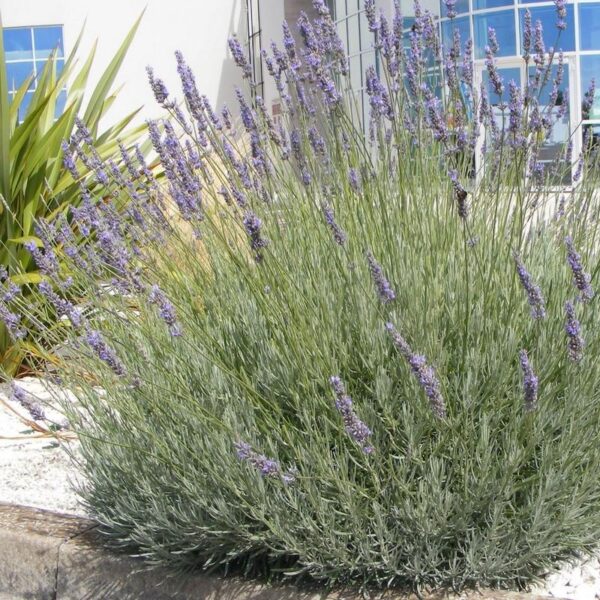 Lavandula angustifolia ‘Grosso’ (Lavande vraie) - Pépinière