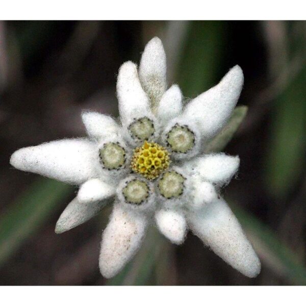 Leontopodium alpinum (Edelweiss) - Pépinière