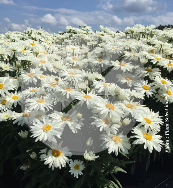 Leucanthemum ‘Daisy May’ (Marguerite) - Pépinière