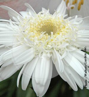 Leucanthemum ‘Highland White Dream’ (Marguerite) - Pépinière