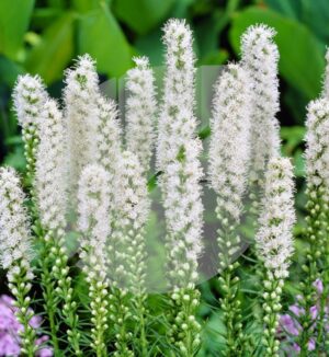 Liatris spicata ‘Floristan Blanc’ (Liatride à épi) - Pépinière