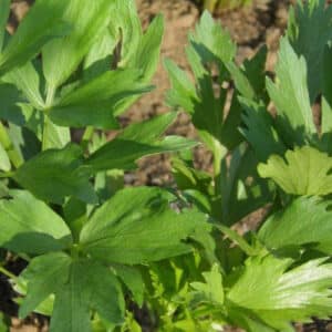 Ecoumene / Mountain lovage / Annual Type / Organic Seeds - Pépinière